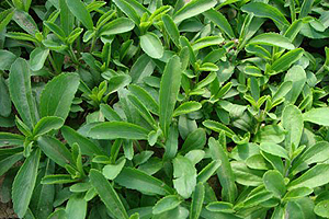 http://www.herbalone.net/2011/images/stories/herb/stevia.jpg